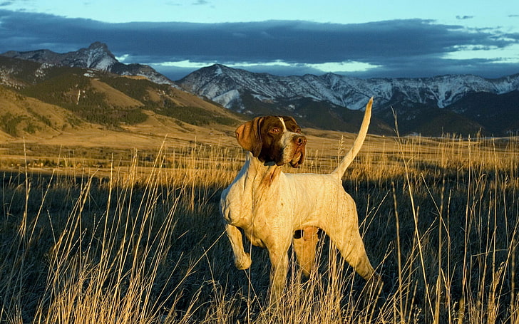 adult German shorthaired pointer, BACKGROUND, MOUNTAINS, The SKY, TAIL, FIELD, CLOUDS, FACE, SLOPE, LANDSCAPE, DOG, HD wallpaper