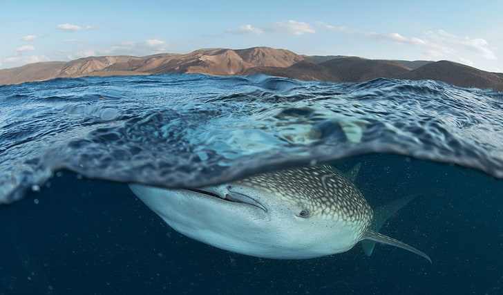 바다, 고래, 동물, HD 배경 화면