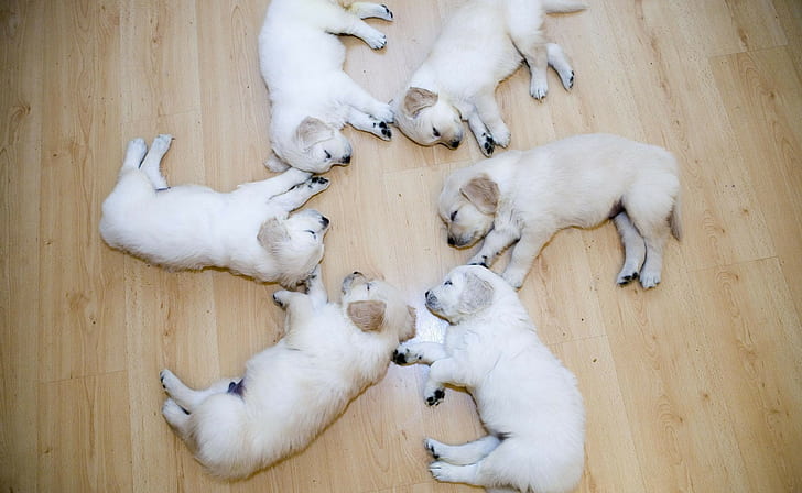cachorro, madeira, círculo, adormecido, filhotes, animais, HD papel de parede