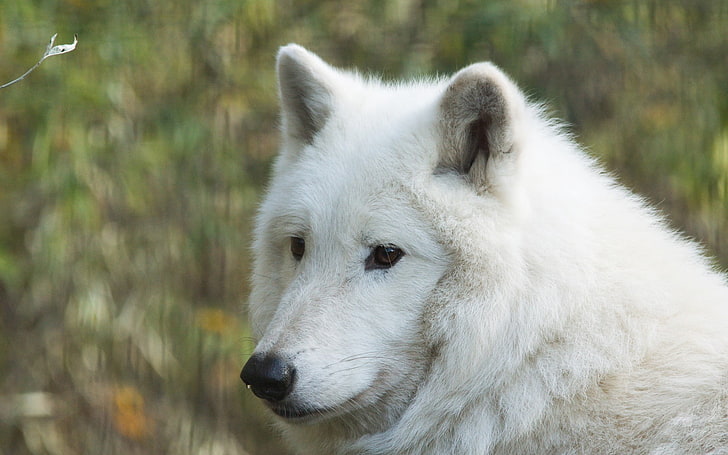 흰 늑대, 허드슨 늑대, 늑대, 총구, 육식 동물, HD 배경 화면