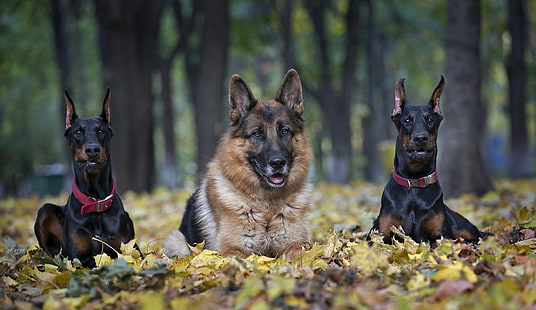 adult German shepherd and two adult Doberman pinschers, trio, shepherd, Dobermans, HD wallpaper HD wallpaper