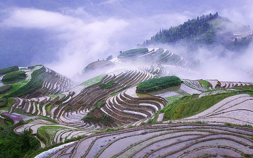 rice paddy, terraced field, HD wallpaper HD wallpaper