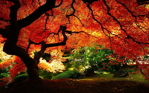 natur, röda löv, röda, HD tapet HD wallpaper