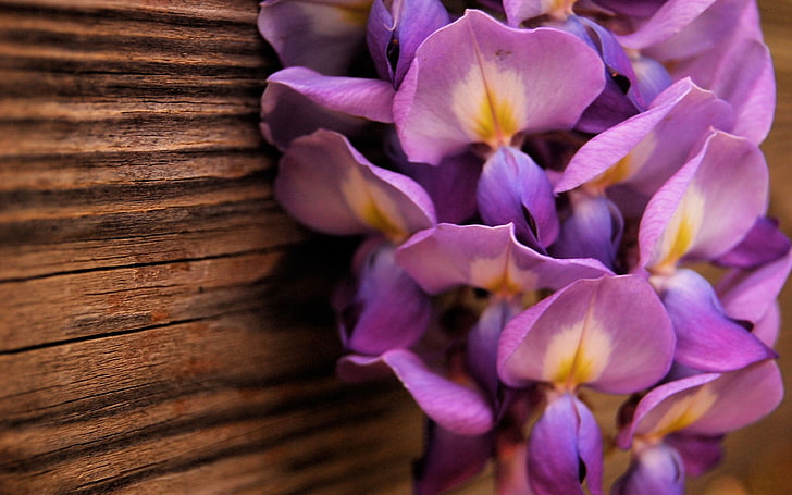 bunga ungu petaled, bunga, ungu, kelopak, Wallpaper HD