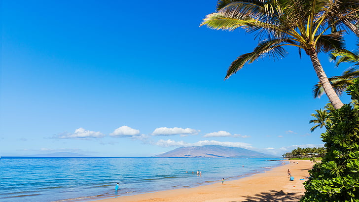 zielona palma w pobliżu błękitnego morza pod błękitnym niebem w ciągu dnia, Maui, Hawaje, plaża, ocean, wybrzeże, palma, niebo, 5k, Tapety HD