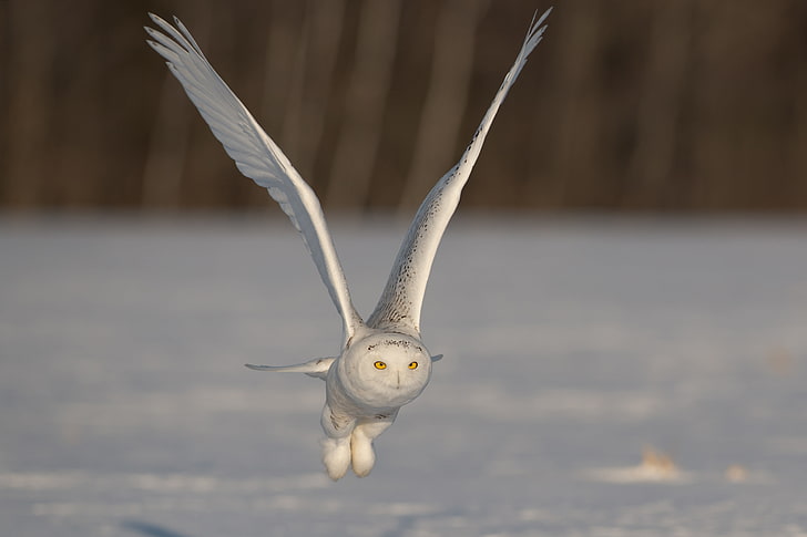 wings, flight, stroke, snowy owl, HD wallpaper