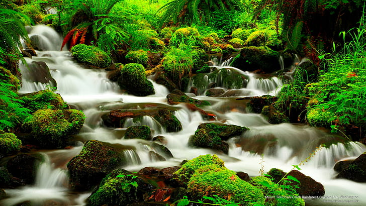 Mount Torn Creek, Hoh Rainforest, Olympic N.P., Washington, National Parks, HD wallpaper