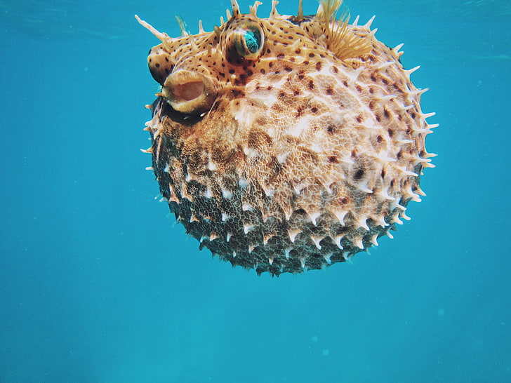 pez globo marrón, erizo de mar, mundo submarino, espinas, Fondo de pantalla HD