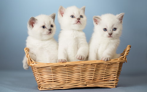 Vita kattungar, kattungar, korg, HD tapet HD wallpaper