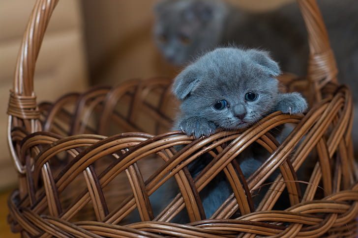 basket, baby, kitty, Scottish fold, Scottish fold cat, HD wallpaper