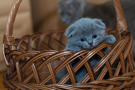  basket, baby, kitty, Scottish fold, Scottish fold cat, HD wallpaper HD wallpaper