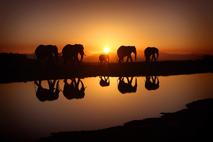 cinq éléphants, paysage, ciel, matin, éléphant, lumière du soleil, coucher de soleil, eau, réflexion, animaux, Fond d'écran HD
