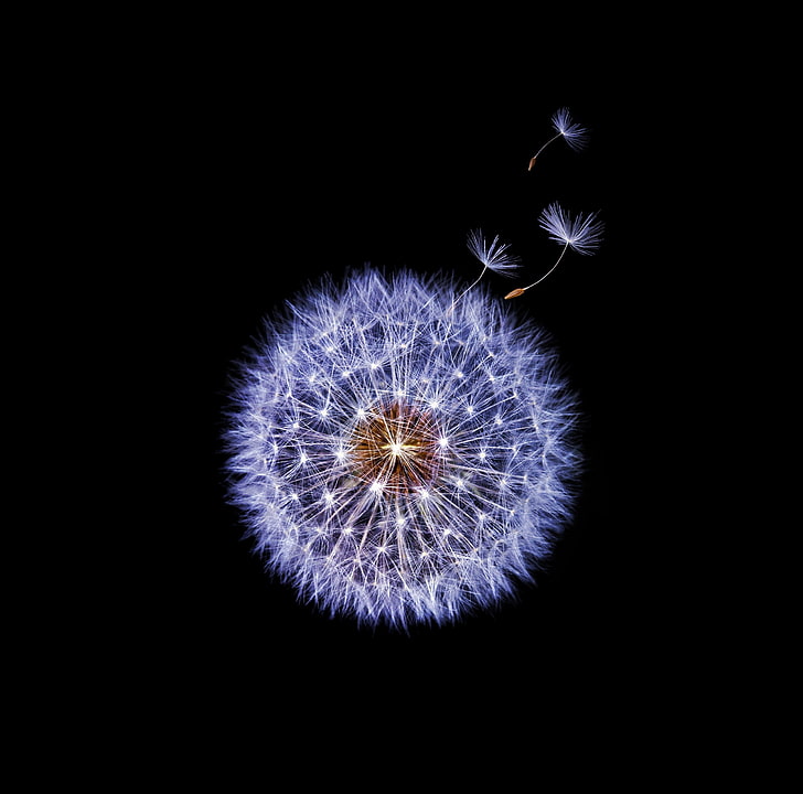 Dandelion Globular Head of Seeds, Black..., white dandelion wallpaper, Aero, Black, Dandelion, blowball, Seeds, blackbackground, makeawish, HD wallpaper