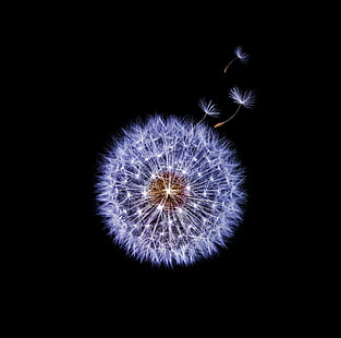 Dandelion Globular Head of Seeds, Black ..., fondo de pantalla de diente de león blanco, Aero, Black, Dandelion, blowball, Seeds, blackbackground, makeawish, Fondo de pantalla HD HD wallpaper