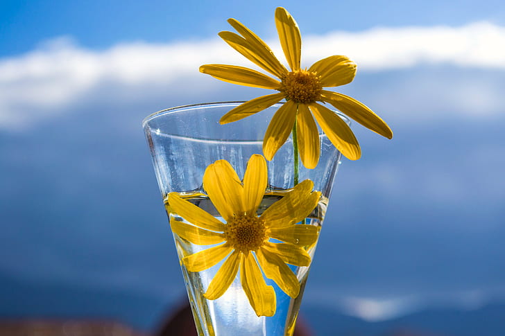 две жълти маргаритки на прозрачна чаша за пиене в близък план, жълто, природа, цвете, синьо, лято, HD тапет