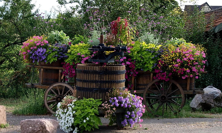 several bougainvillea flowers, flowers, variety, cart, greens, beautifully, HD wallpaper