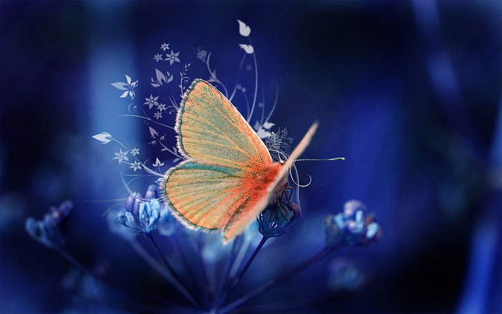 Pomarańczowy motyl, pospolity niebieski motyl, Zwierzęta, Owady, piękny, niebieski, pomarańczowy, motyl, Tapety HD