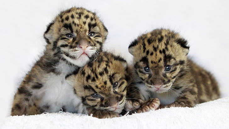 Three cute little tiger, Three, Cute, Little, Tiger, HD wallpaper