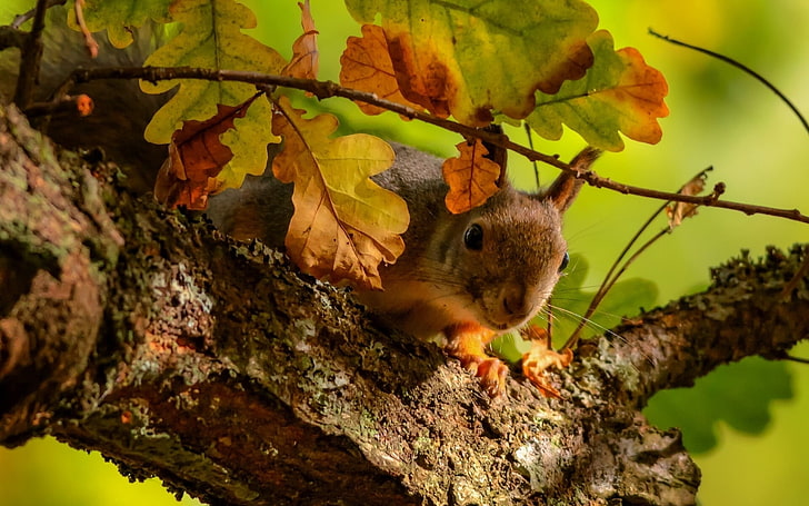 wiewiórka czerwona, wiewiórka, drzewo, dąb, liście, gałęzie, Tapety HD