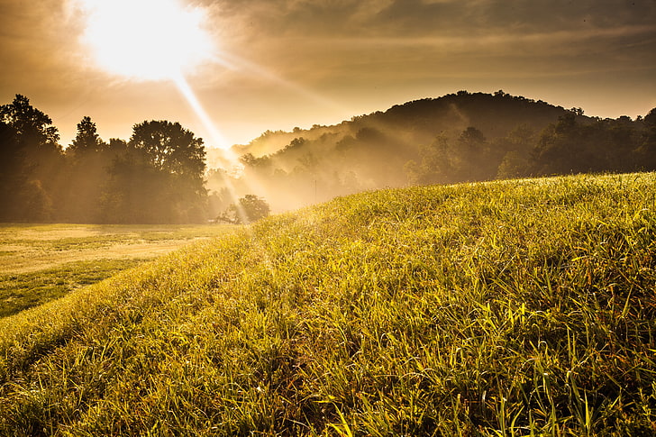 hierba verde, hierba, árboles, puesta de sol, niebla, amanecer, colina, soleado, Fondo de pantalla HD