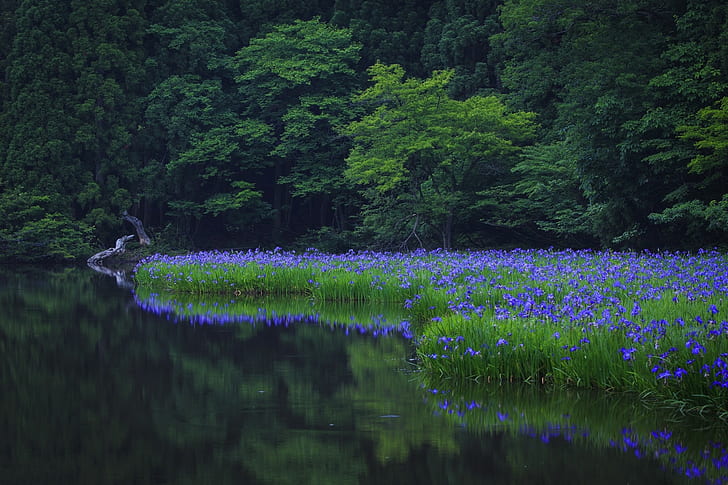 Natur, See, Wald, Blumen, Bäume, HD-Hintergrundbild