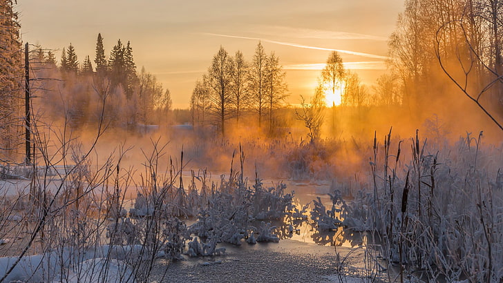 winter, nature, sky, freezing, frost, morning, wetland, snow, tree, sunrise, sunlight, dawn, orange sky, mist, hoarfrost, HD wallpaper