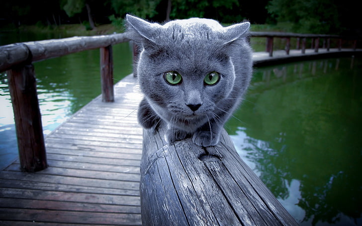 gato, azul russo, animais, HD papel de parede