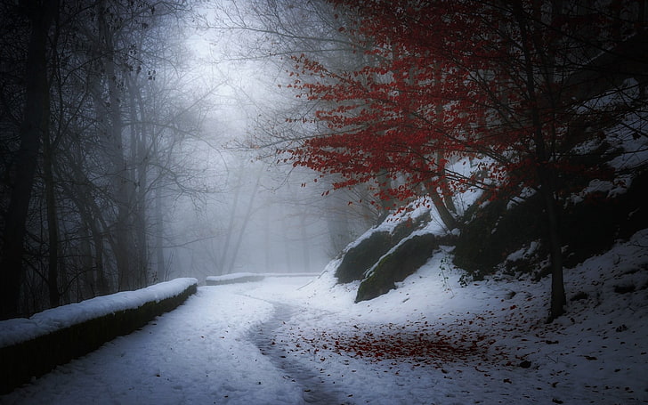 árbol de hoja roja, árboles rojos y carretera, naturaleza, paisaje, invierno, nieve, árboles, hojas, camino, niebla, Francia, frío, colinas, blanco, rojo, calma, Fondo de pantalla HD
