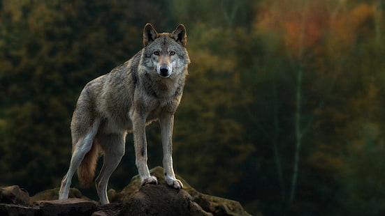 animais selvagens, mamífero, lobo cinzento, lobo, outono, árvore, floresta, HD papel de parede HD wallpaper