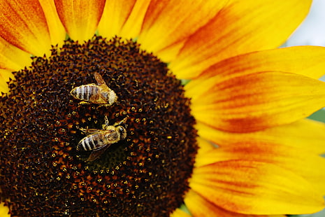 two honey bees, sunflowers, bees, pollination, HD wallpaper HD wallpaper