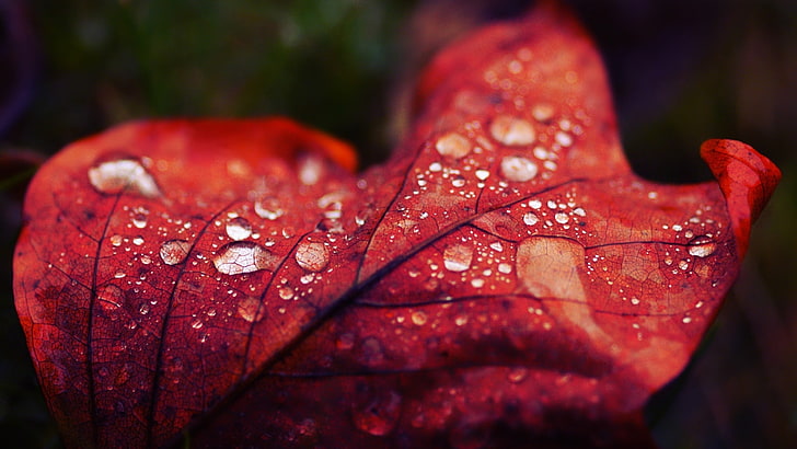 folha vermelha, folha vermelha com gotículas de água, natureza, gotas de água, folhas, macro, plantas, HD papel de parede