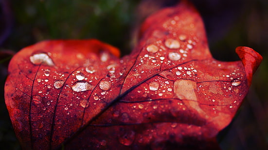 красный лист, красный лист с каплями воды, природа, капли воды, листья, макро, растения, HD обои HD wallpaper