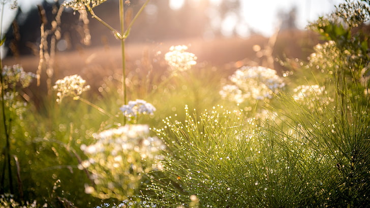 เลือกโฟกัสภาพถ่ายดอกไม้สีขาวธรรมชาติฟิลเตอร์ถ่ายภาพฟิลด์แสงแดดหญ้าสีเขียวไฟ, วอลล์เปเปอร์ HD