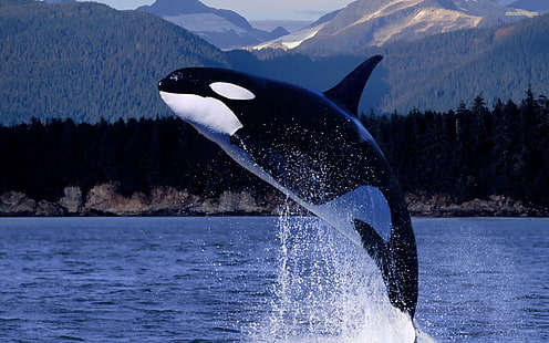Animal, Whale, Breaching, Killer Whale, HD wallpaper HD wallpaper