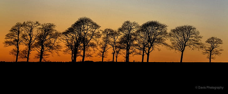 Silhouette von hohen Bäumen während der goldenen Stunde, Orangenbäume, Orangenbäume, Orangenbäume, Silhouette, hoch, goldene Stunde, Sonnenuntergang, Skipton, North Yorkshire, Landschaften, Natur, Baum, im Freien, Abenddämmerung, Landschaft, Gegenlicht, Himmel, HD-Hintergrundbild