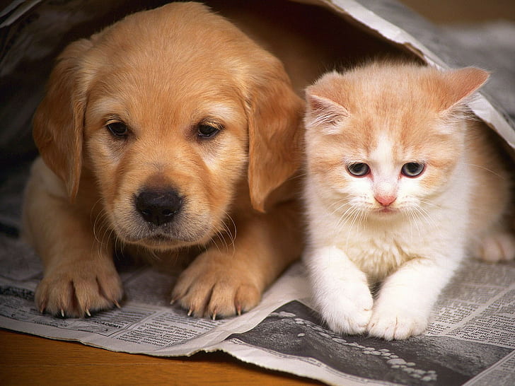 Dog Puppy Cat Kitten HD, djur, katt, hund, kattunge, valp, HD tapet