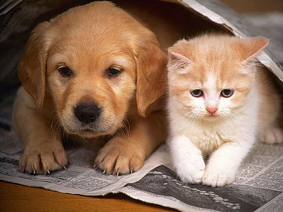 Köpek yavrusu kedi yavru kedi HD, hayvanlar, kedi, köpek, yavru kedi, köpek yavrusu, HD masaüstü duvar kağıdı HD wallpaper