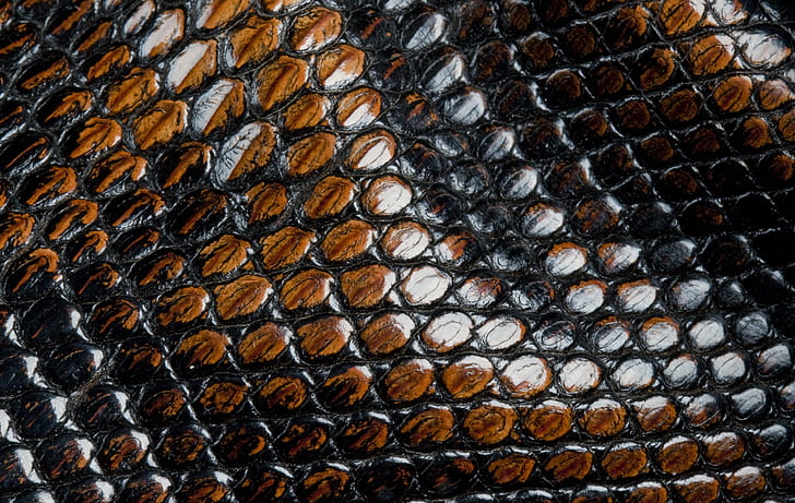 snakes, scales, leather, animal texture, HD wallpaper