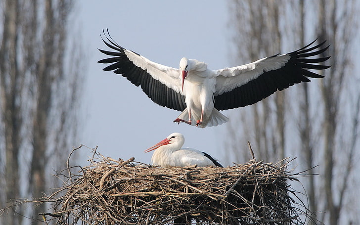 two white storks, birds, nature, storks, HD wallpaper