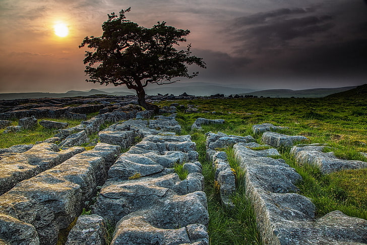 stones, tree, England, Yorkshire Dales, HD wallpaper