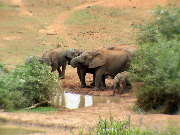 Elefantes en el pozo de agua Addo., Agua, chabolas, familly, Addo, Sudáfrica, jóvenes, animales, Fondo de pantalla HD