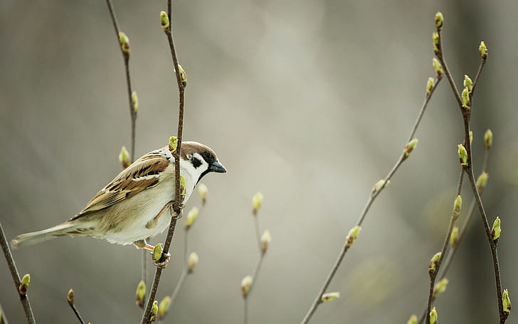 nature animals birds sparrows victor hugo, HD wallpaper