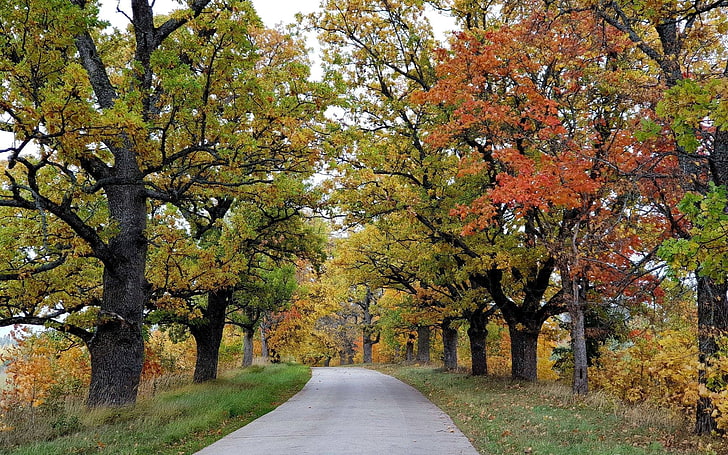 Autumn Road in Latvia, Latvia, autumn, trees, road, avenue, HD wallpaper