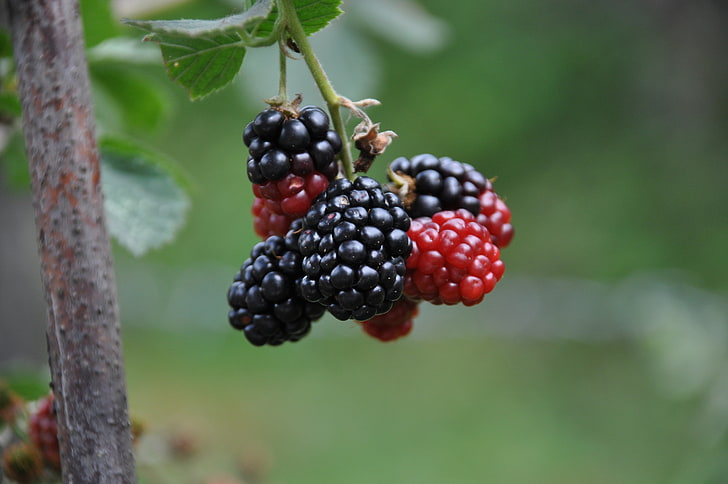 ripe raspberry, blackberries, berries, branch, HD wallpaper