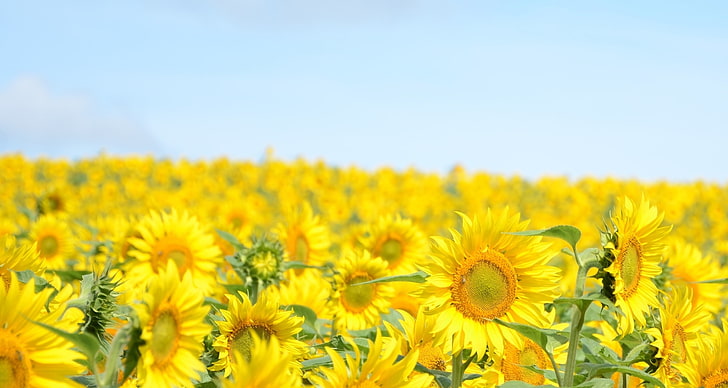 gul solrosfält, himlen, solrosor, landskap, blommor, gul, natur, bakgrund, widescreen, tapet, blå, växt, solros, blomma, himmel, helskärm, HD-bakgrundsbilder, helskärm, HD tapet