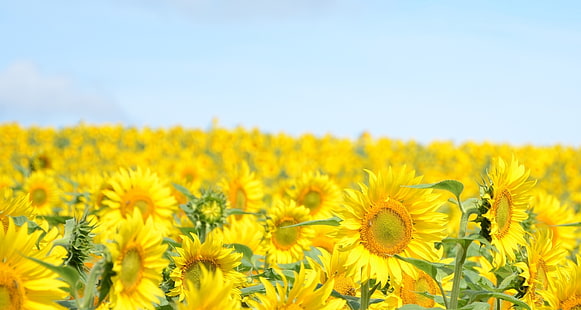 gul solrosfält, himlen, solrosor, landskap, blommor, gul, natur, bakgrund, widescreen, tapet, blå, växt, solros, blomma, himmel, helskärm, HD-bakgrundsbilder, helskärm, HD tapet HD wallpaper
