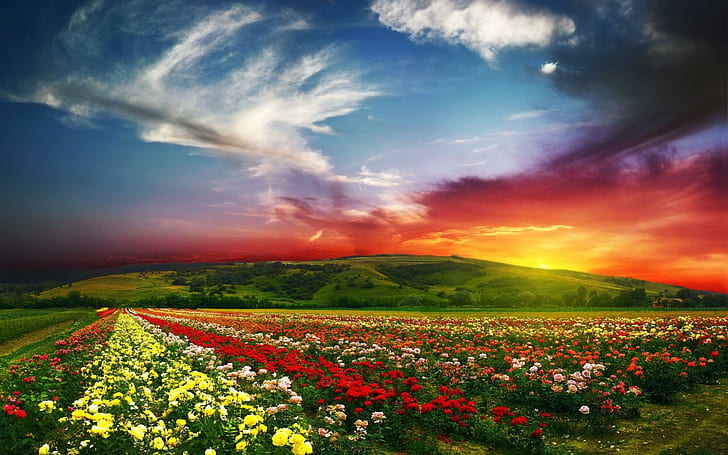 Sunset Over Roses, flower field during sunset, mountain, orange, roses, yellow, nature, green, white, flowers, sunset, blue, HD wallpaper