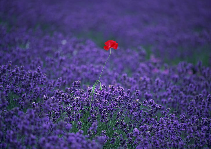 bunga, lavender, anak anjing, bunga merah, bunga ungu, Wallpaper HD
