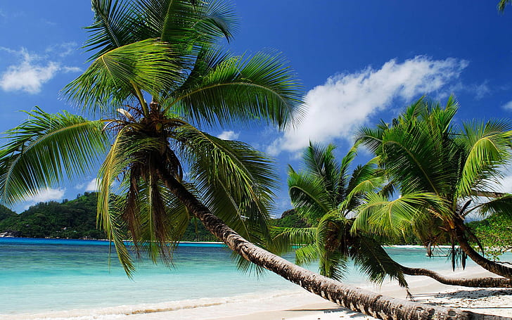 Costa, mare, sabbia, spiaggia, palme, palme da cocco, costa, mare, sabbia, spiaggia, palma, alberi, Sfondo HD