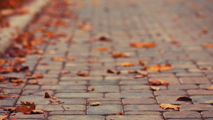 foglie marroni, foglie su strada di mattoni, marciapiedi, foglie, caduta, profondità di campo, Sfondo HD